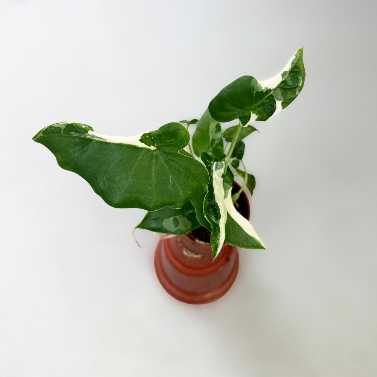 Alocasia Okinawa Silver Variegata by Downtown Plant Club