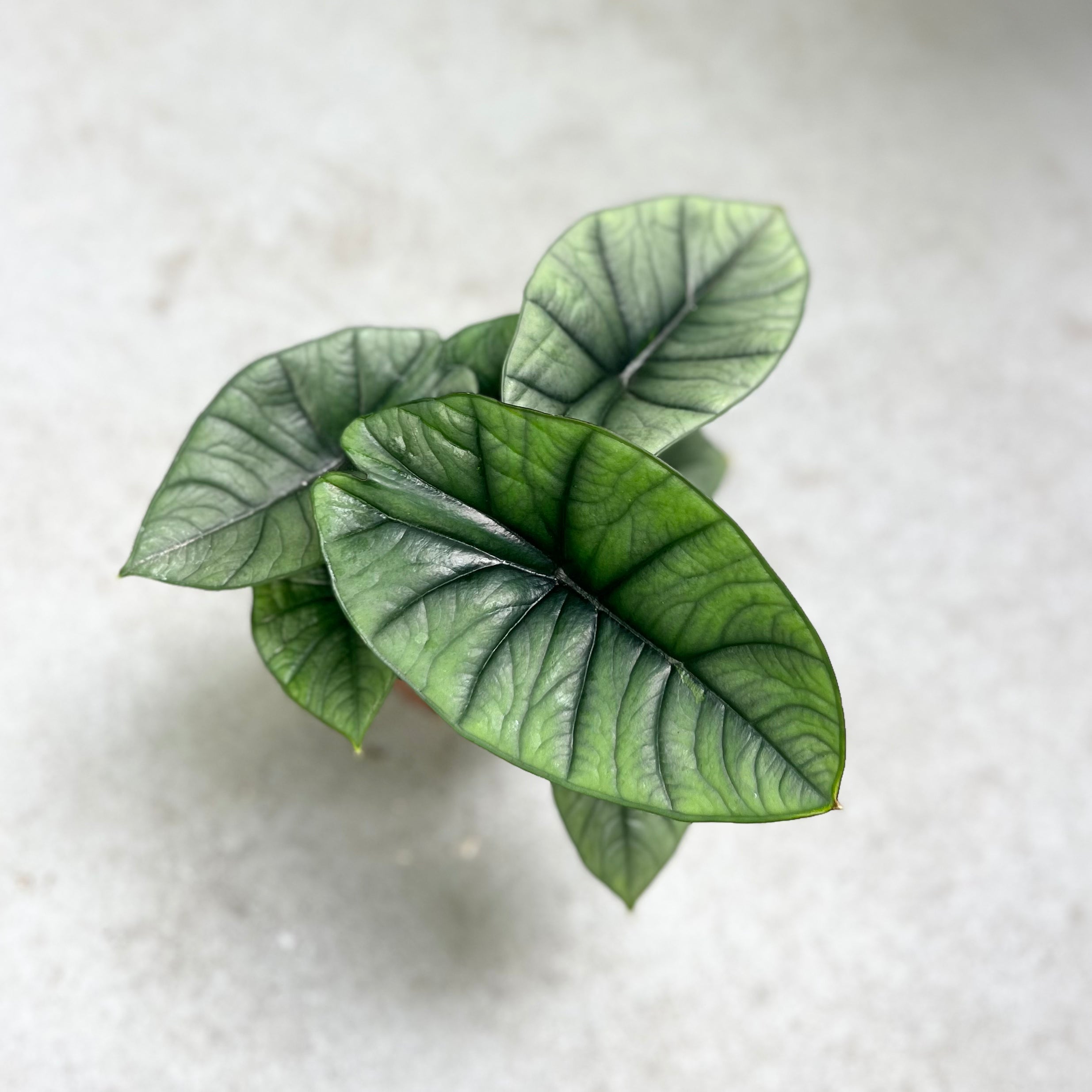 Alocasia Platinum - Downtown Plant Club