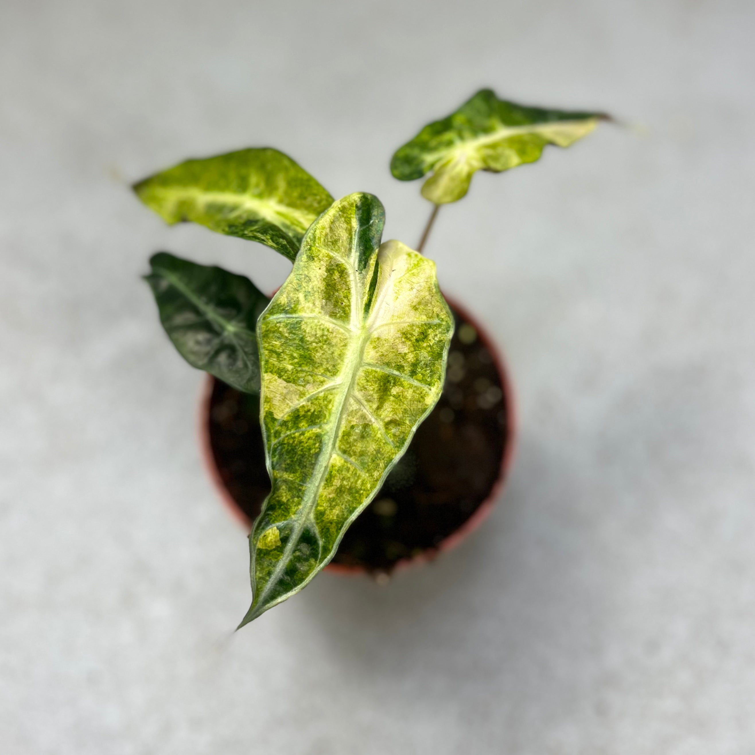 Alocasia Polly Variegata - Downtown Plant Club
