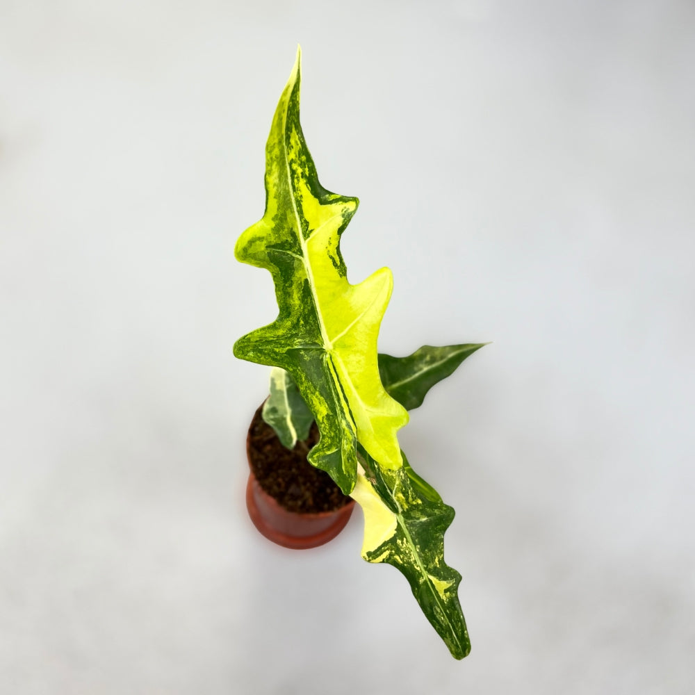 Alocasia Portei Variegata