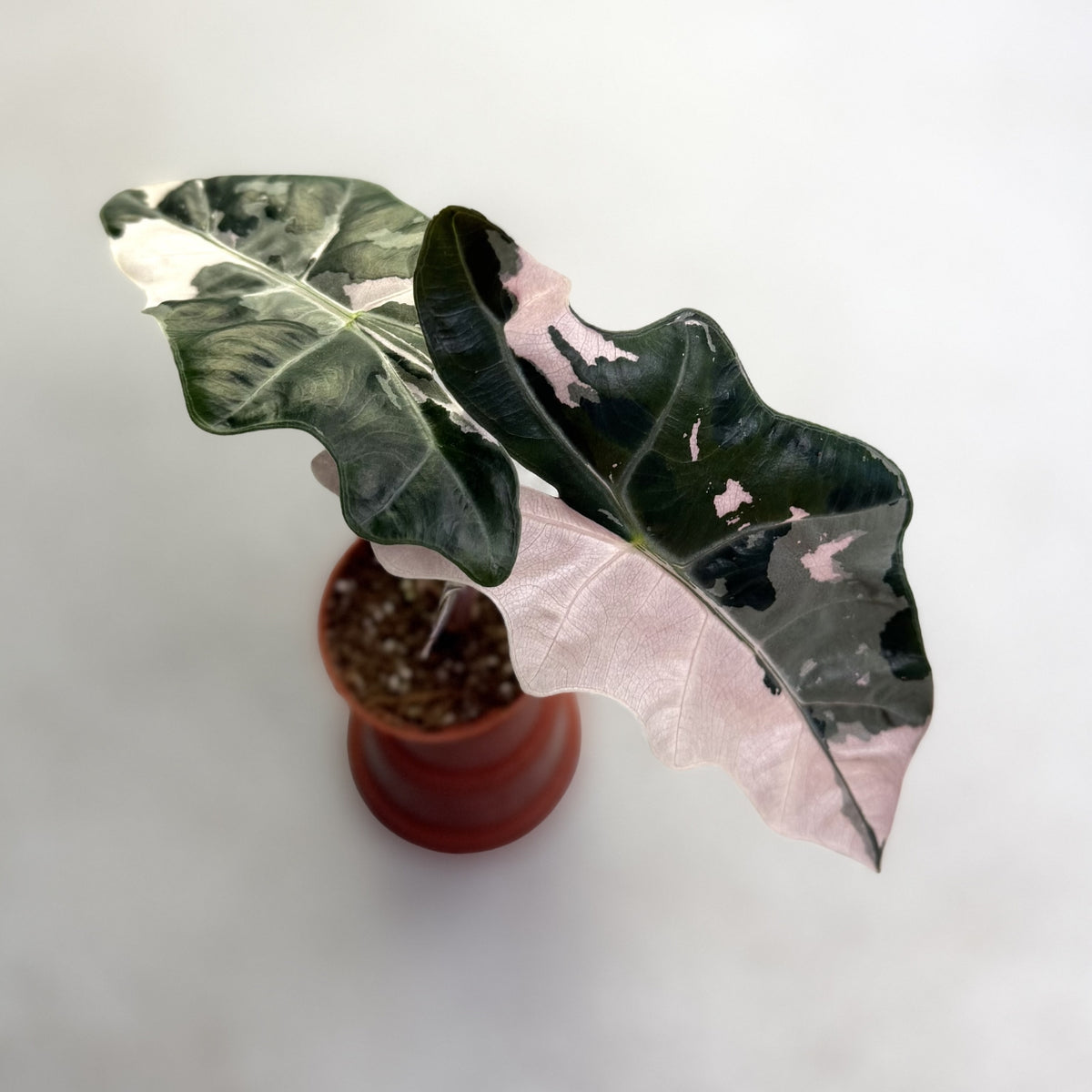 Alocasia Pseudo Sanderiana Pink Variegata