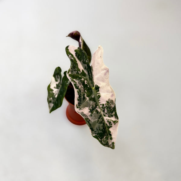 Alocasia-Pseudo-Sanderiana-