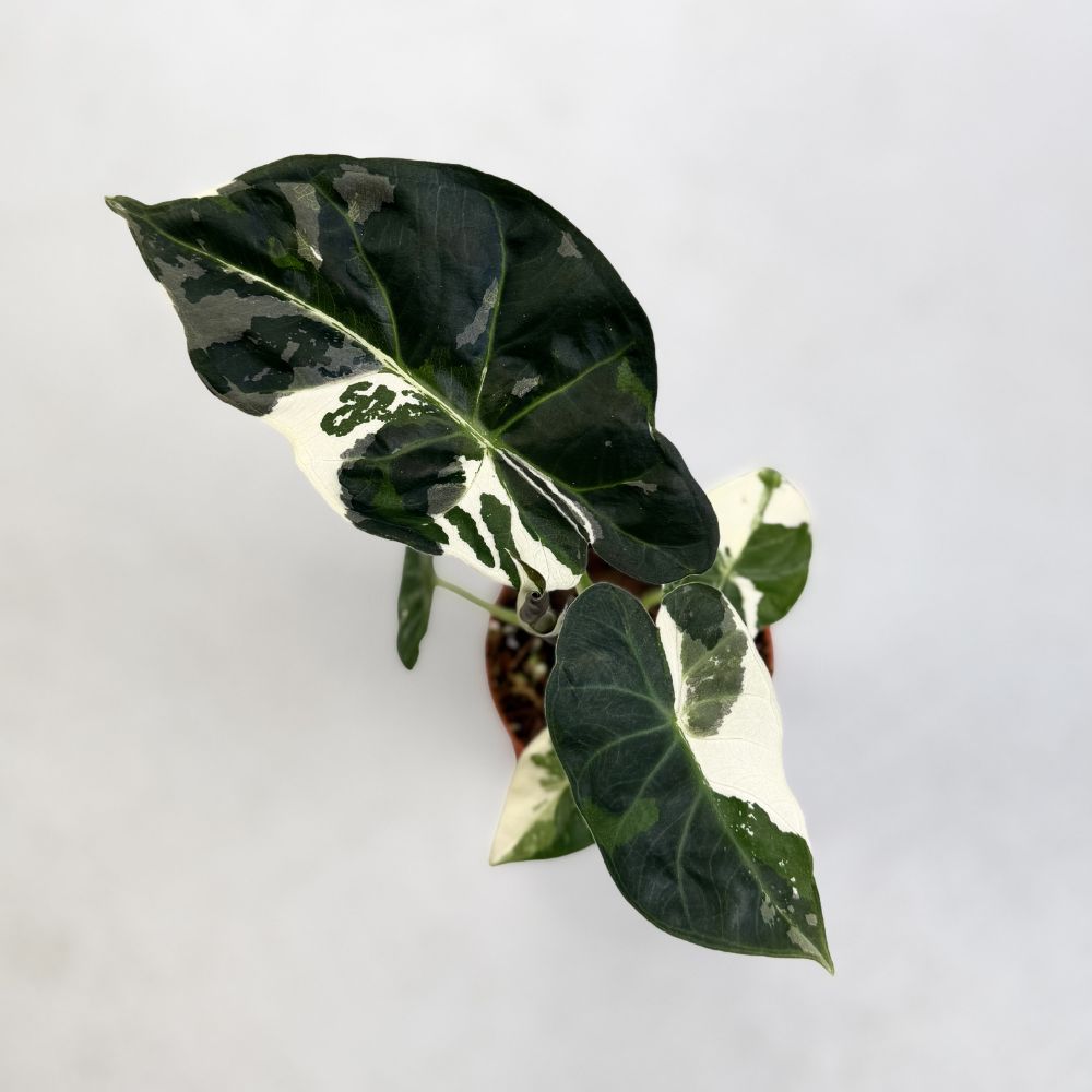 Alocasia Regal Shield Albo by Downtown Plant Club 