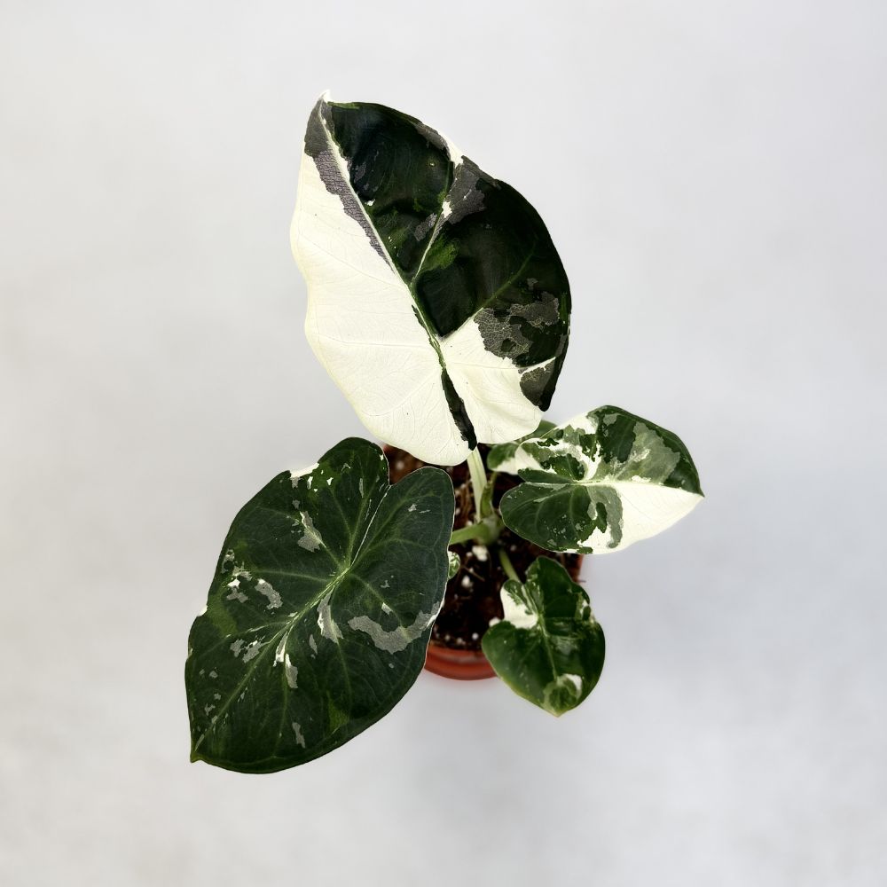 Alocasia Regal Shield Albo by Downtown Plant Club 