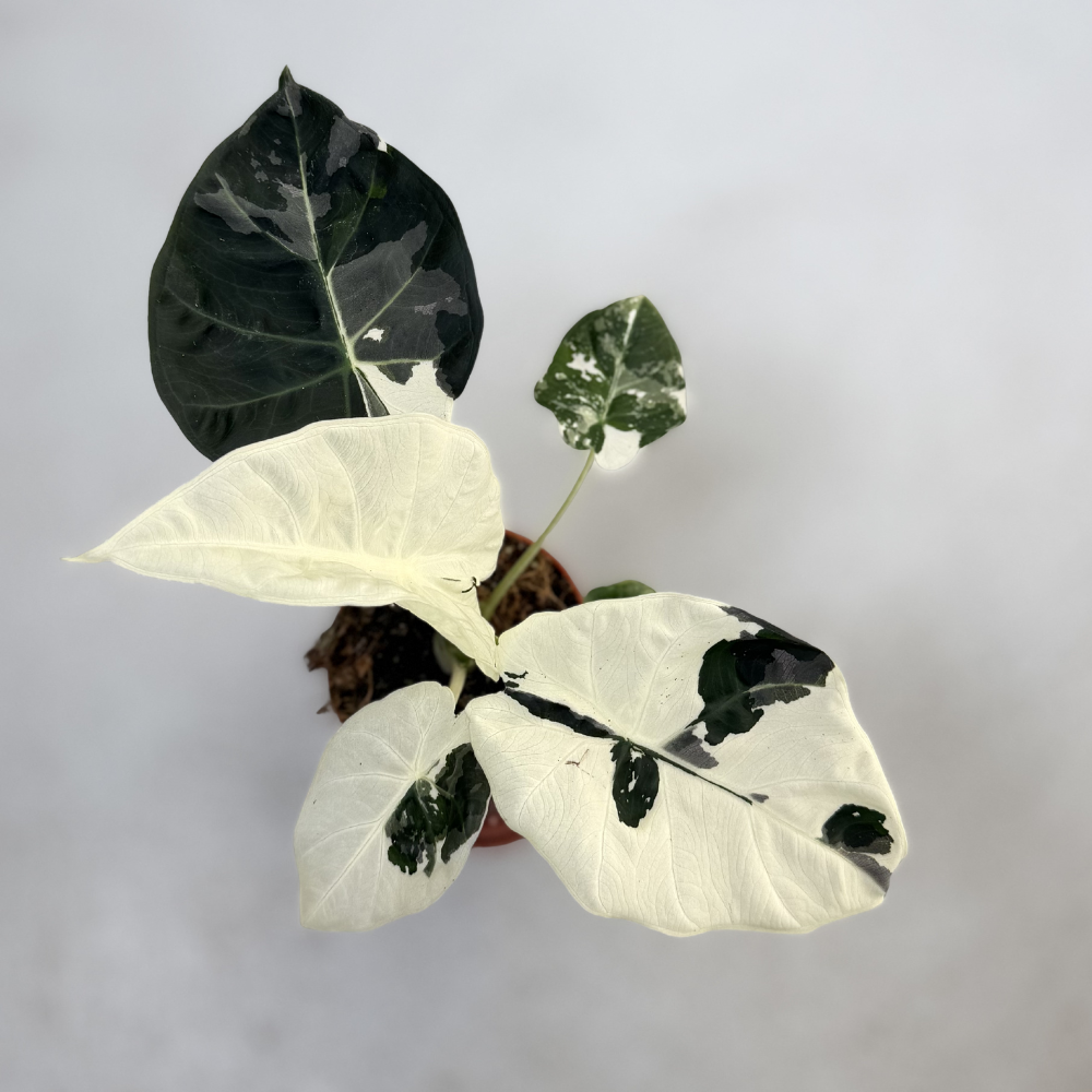 Alocasia Regal Shield Albo Variegata - Downtown Plant Club