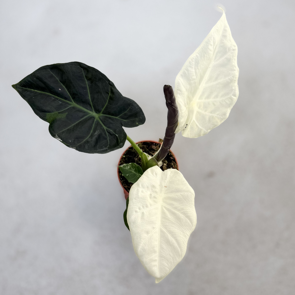 Alocasia Regal Shield Albo Variegata - Downtown Plant Club