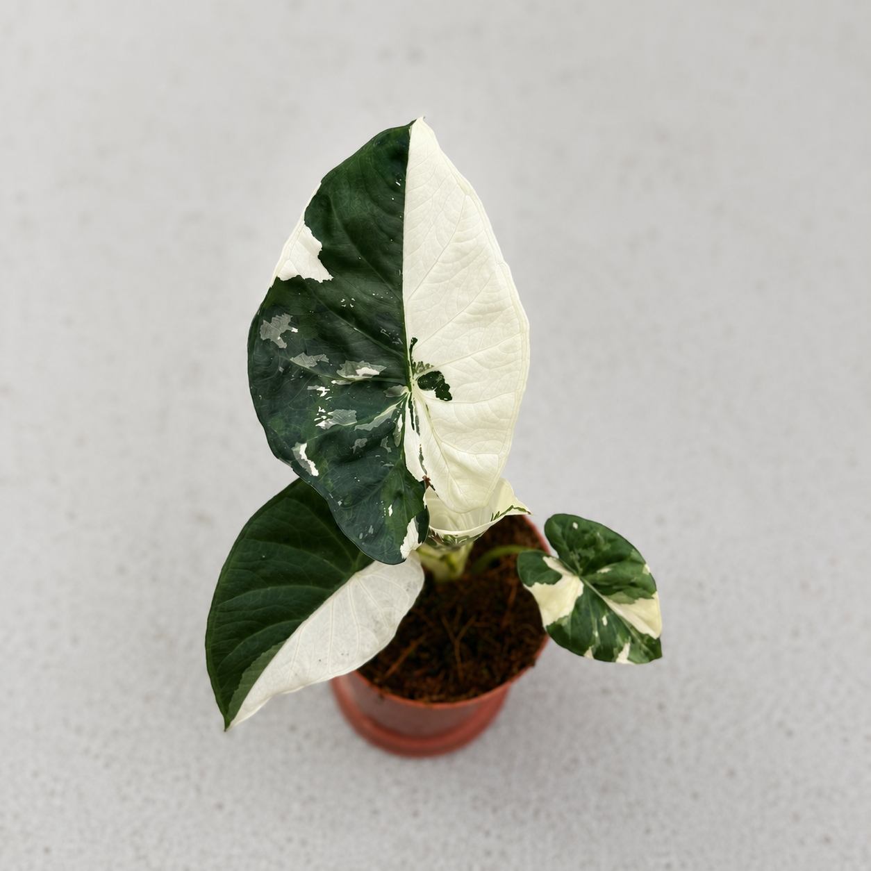 Alocasia Regal Shield Albo Variegata by Downtown Plant Club