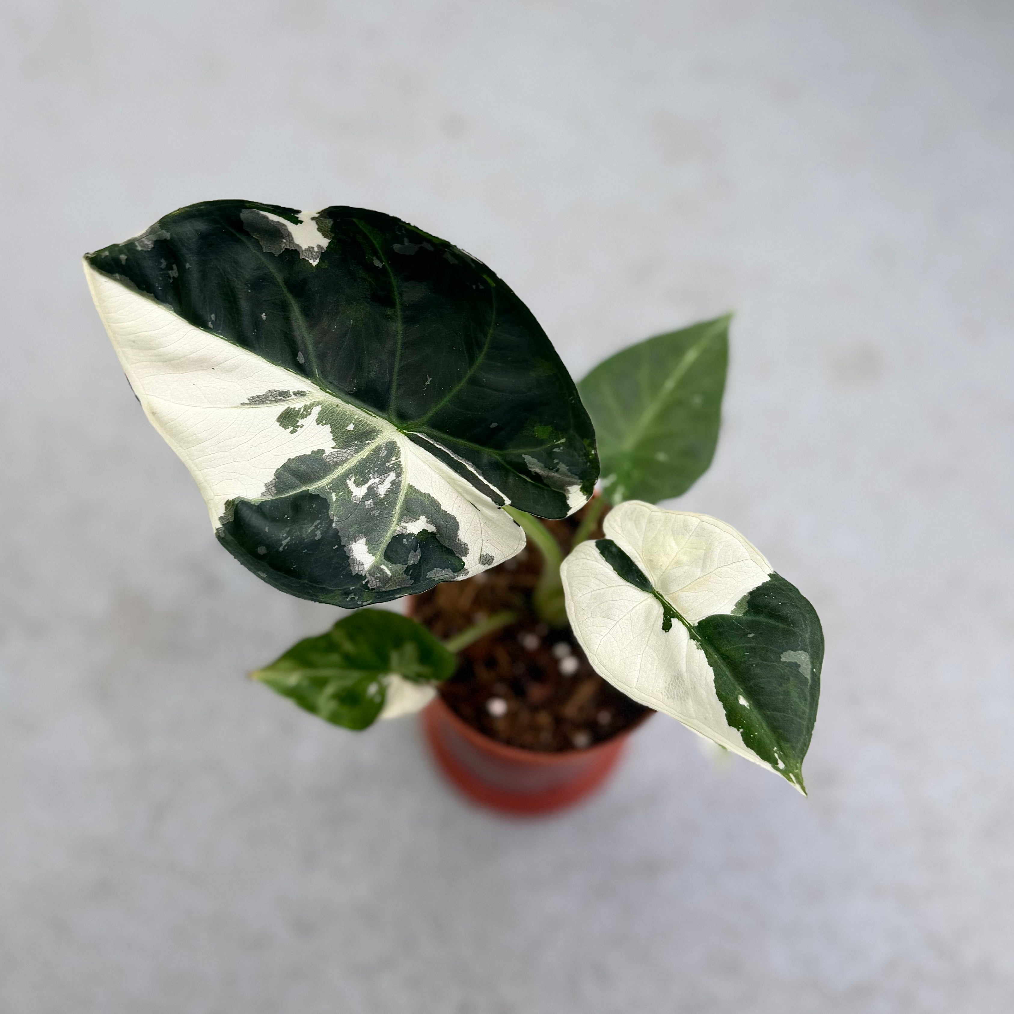 Alocasia Regal Shield Albo Variegata by Downtown Plant Club
