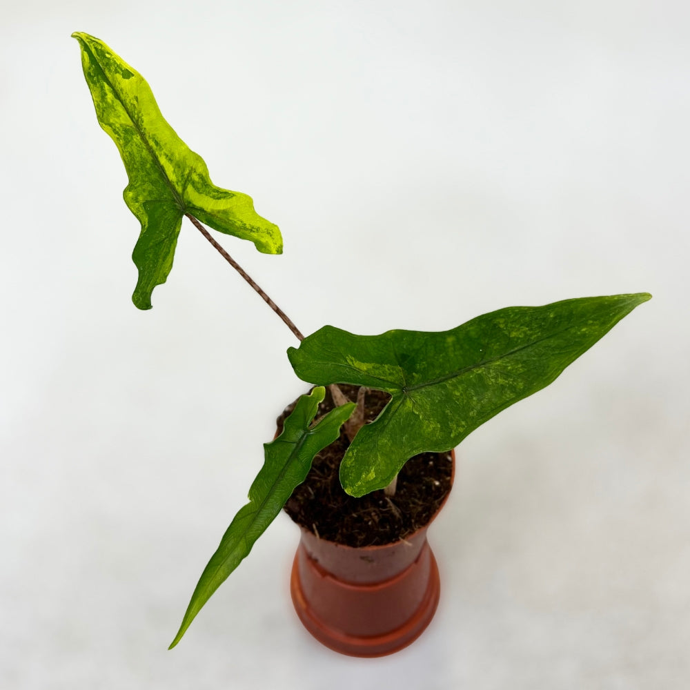 Alocasia Sabrina Aurea Variegata