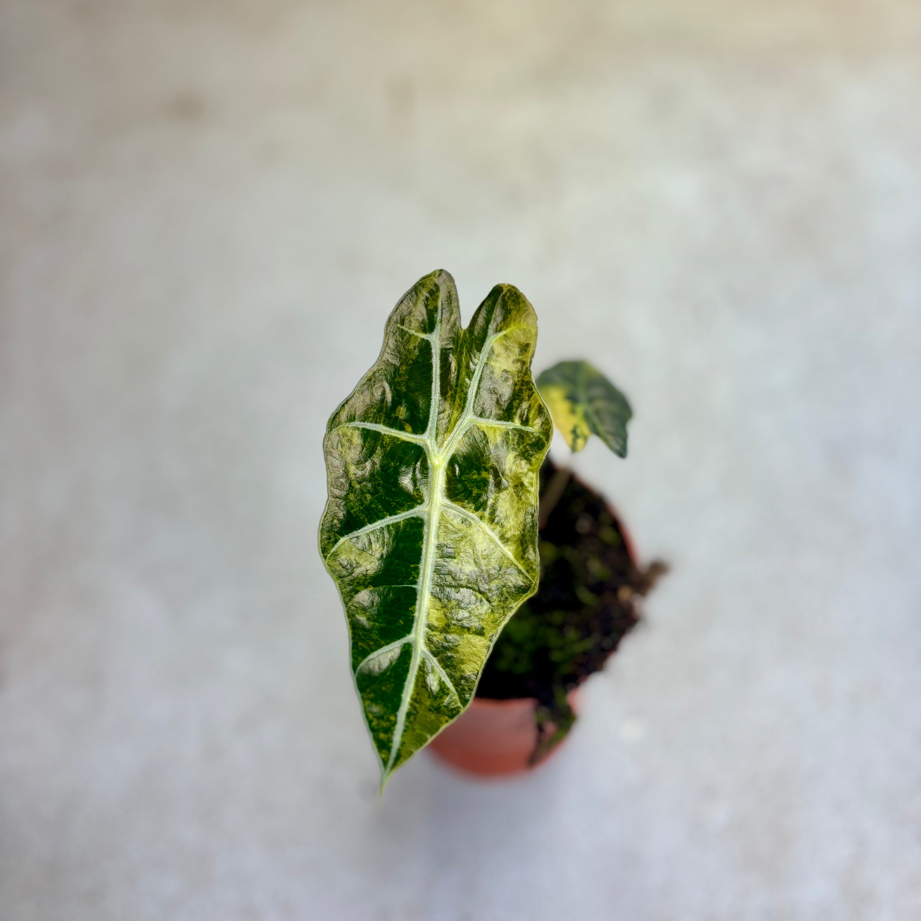 Alocasia Sanderiana Bull Variegata