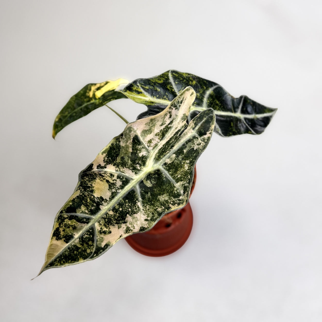 Alocasia-Sanderiana-Bull-