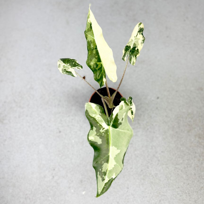 Alocasia-Sarian-Albo-Downtownplantclub.jpg