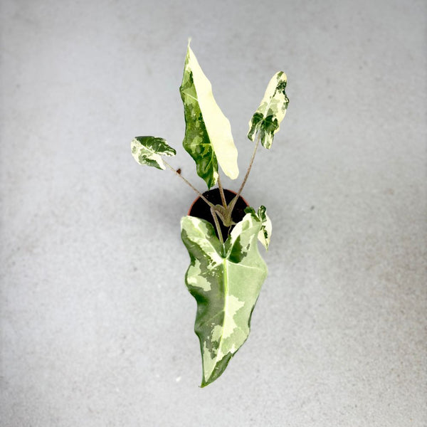Alocasia Sarian Albo アロカシア サリアン アルボ 斑入り Alocasia sarian albo variegated *Grower's choice* – Rare