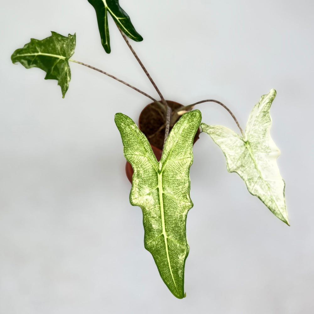 Alocasia Sarian Albo Ghost Variegata - Downtown Plant Club