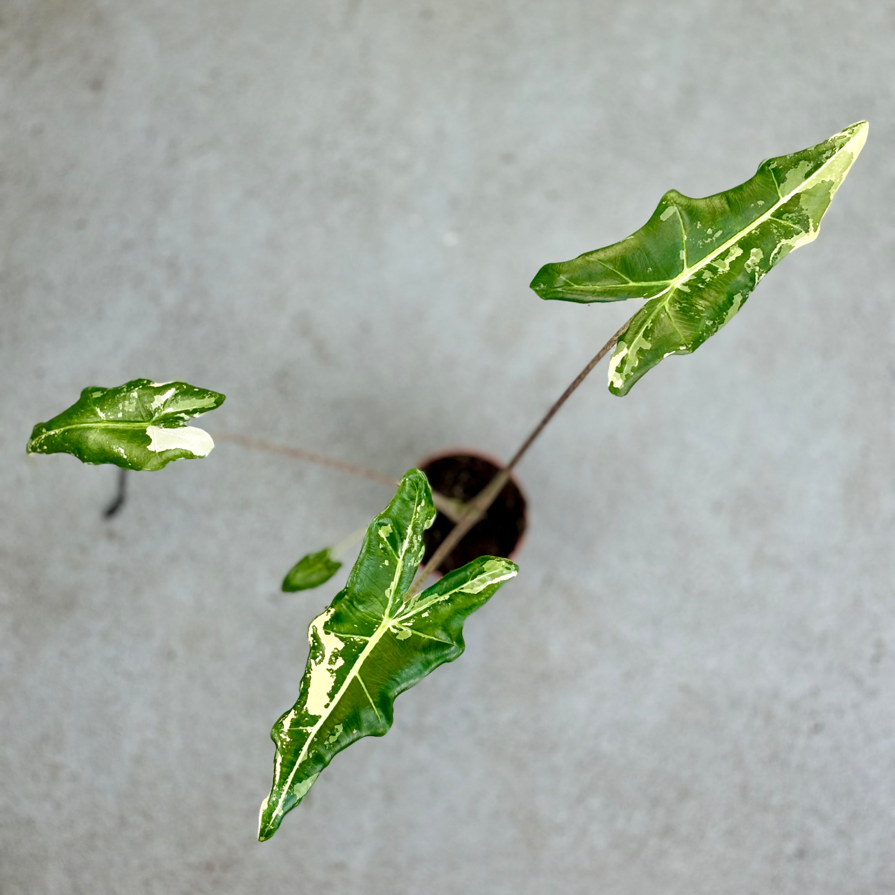 Alocasia-Sarian-Albo-Variegata-Downtownplantclub.
