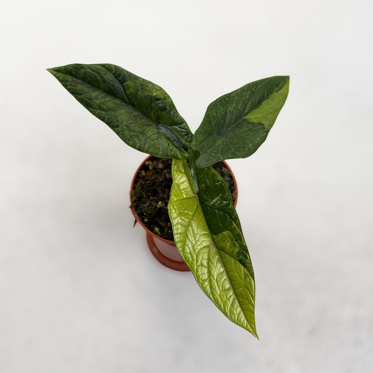 美株　Alocasia scalprum 'Variegata' Alocasia Scalprum Aurea Variegata