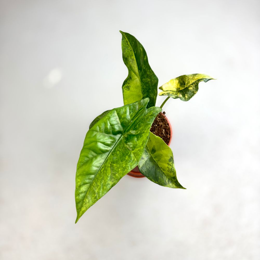 Alocasia-Simpo-Aurea-Downtownplantclub