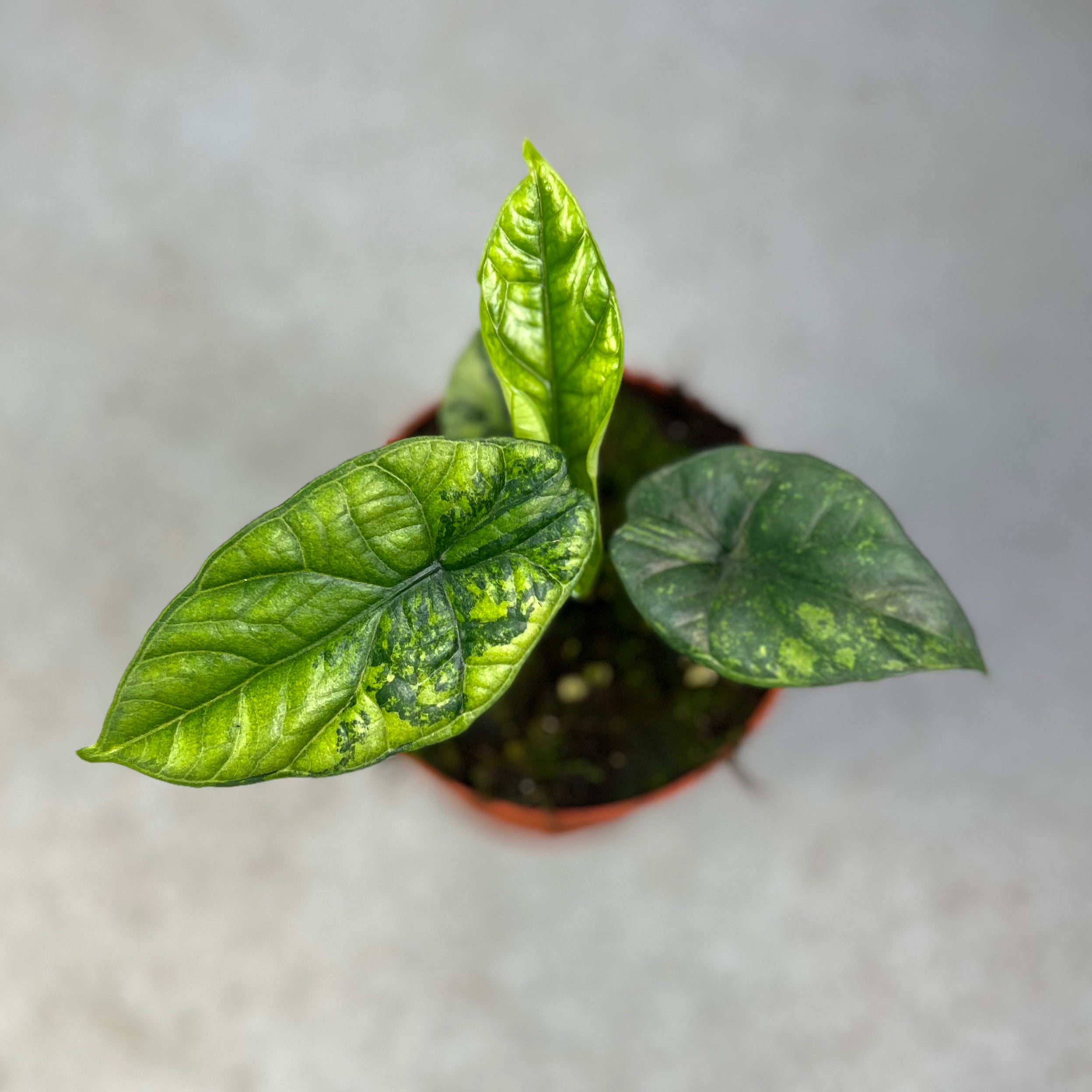 Alocasia Sinuata Aurea Variegata - Downtown Plant Club