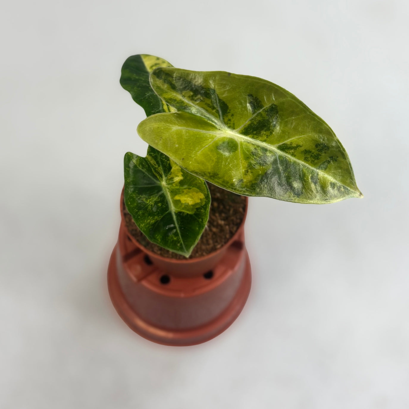 Alocasia Suhirmaniana Aurea Variegata - Downtown Plant Club