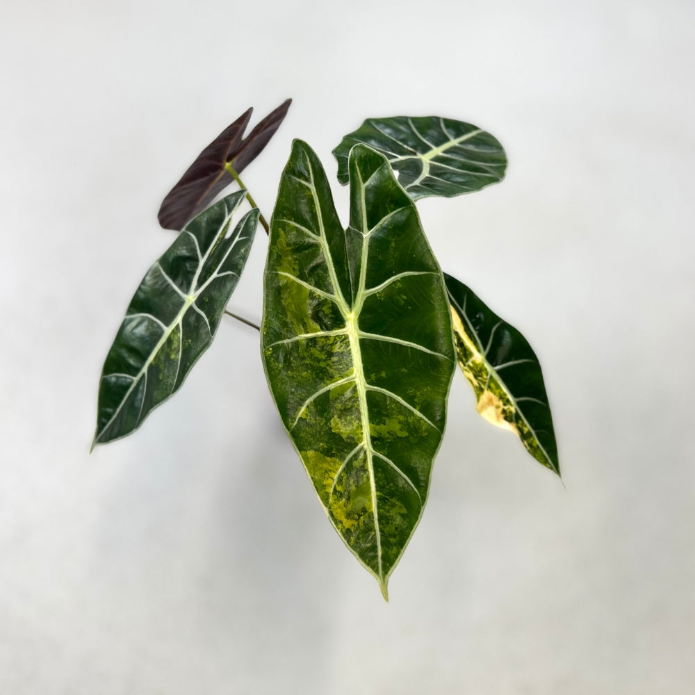 Alocasia Suhirmaniana Aurea Variegata - Downtown Plant Club