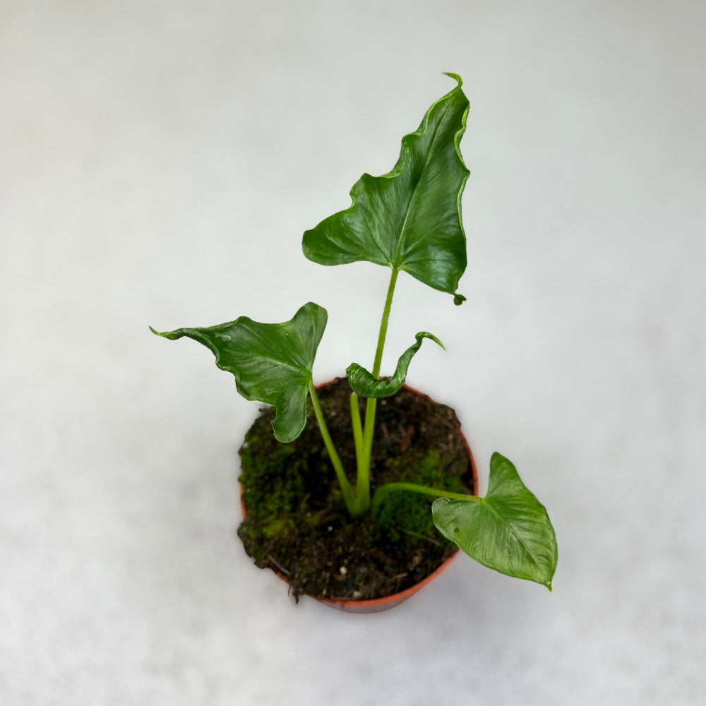Alocasia Triangularis - Downtown Plant Club