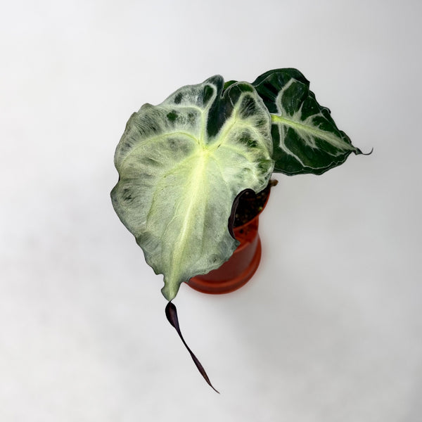 その他観葉植物 Alocasia Venom Ghost Alocasia-Venom-Downtown-Plant-