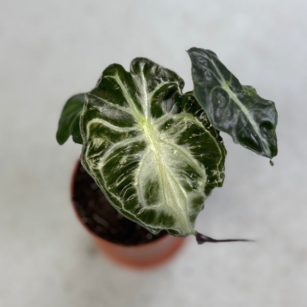 モンステラ・ポトス Alocasia Venom Alocasia Venom