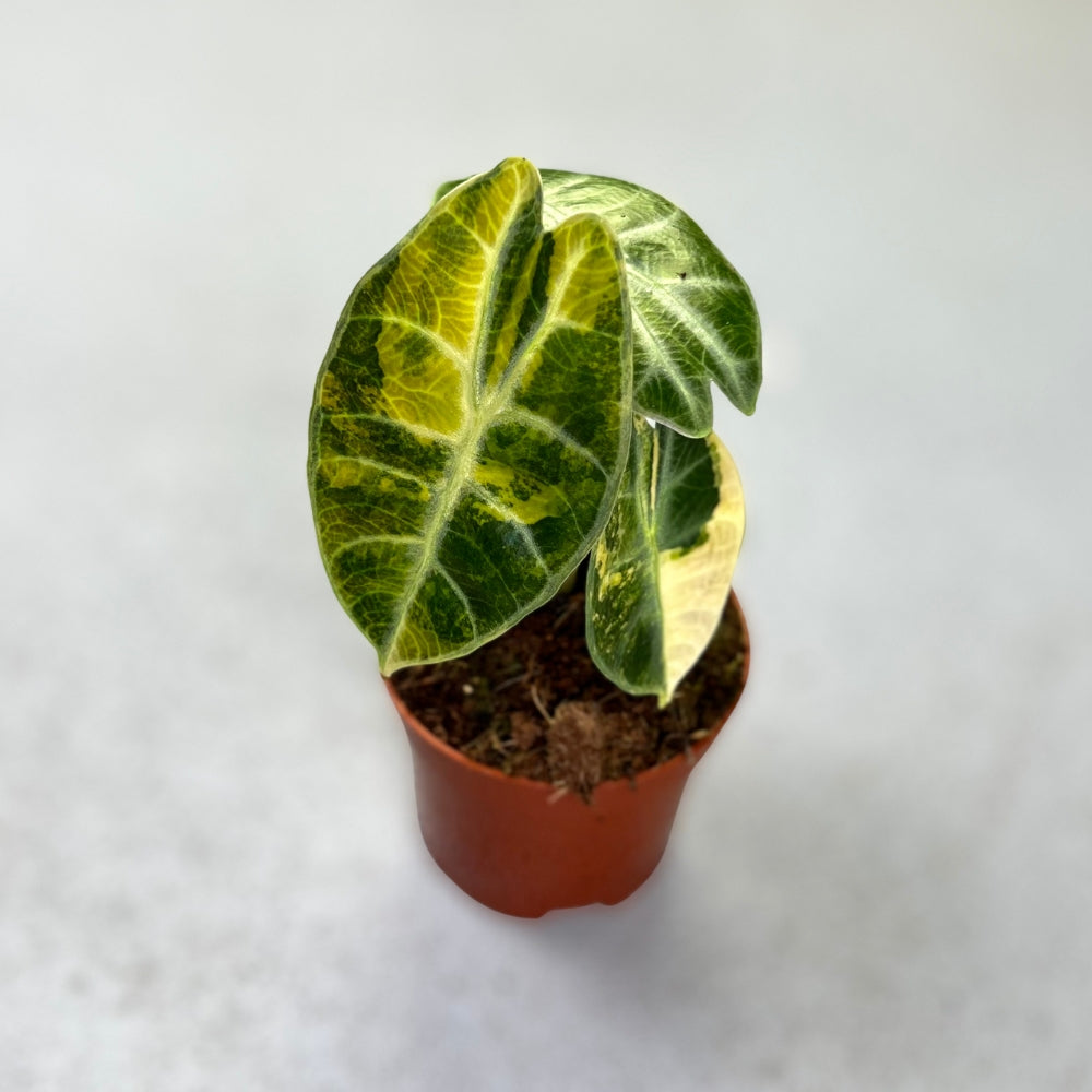 Alocasia Watsoniana Aurea Variegata - Downtown Plant Club