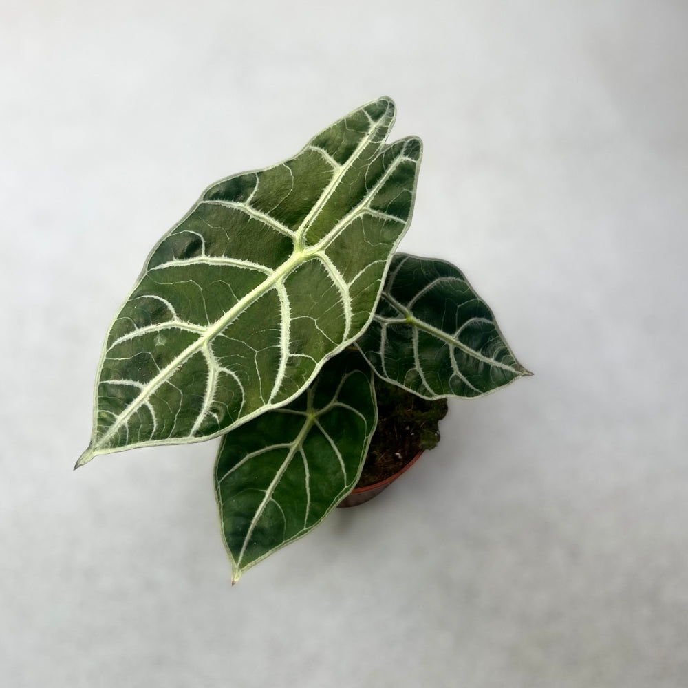 Alocasia Watsoniana Big Type Silver - Downtown Plant Club