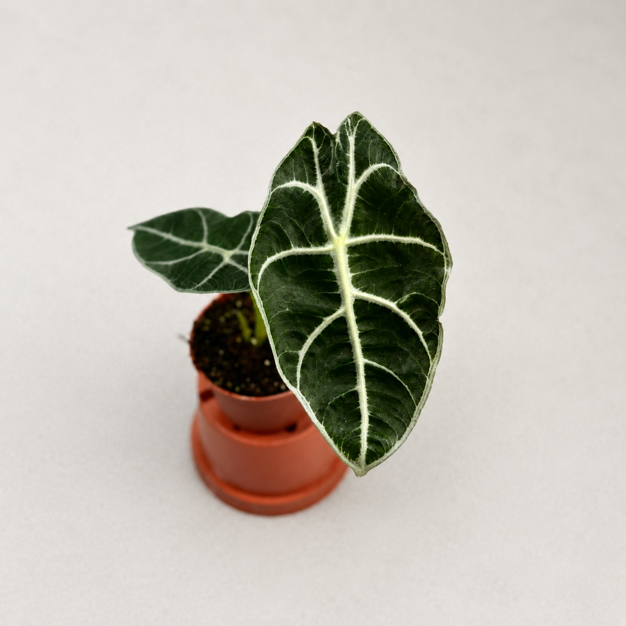 Alocasia Watsoniana Carter by Downtown Plant Club