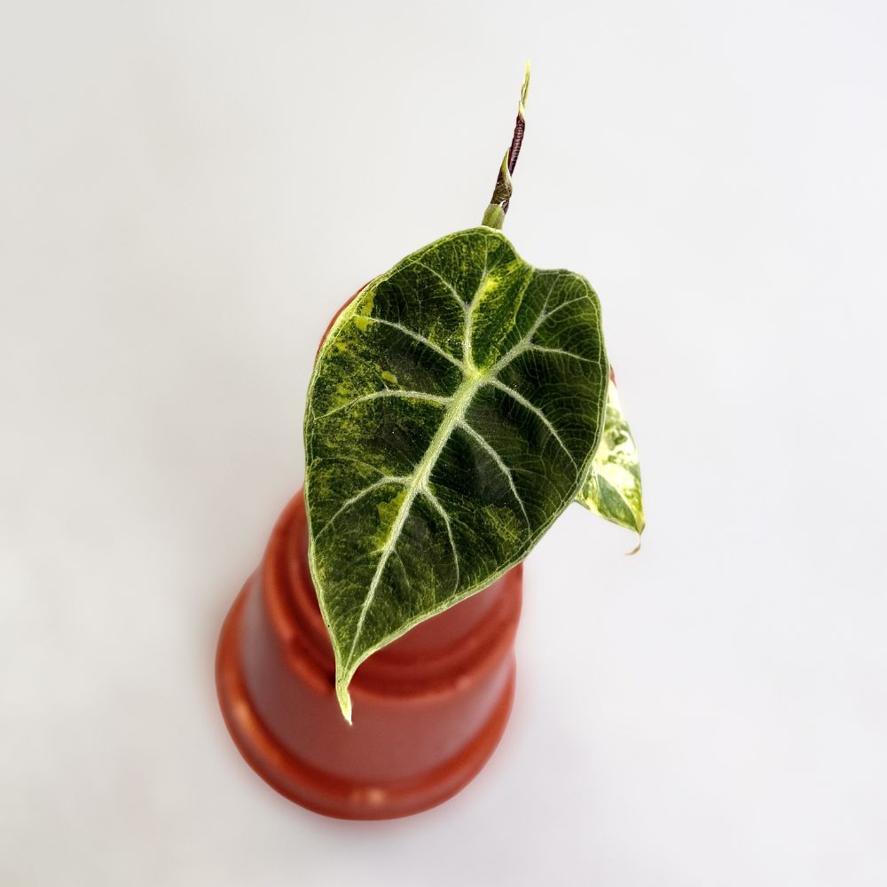 Alocasia Watsoniana Doff. Aurea Varegata by Downtown Plant Club 