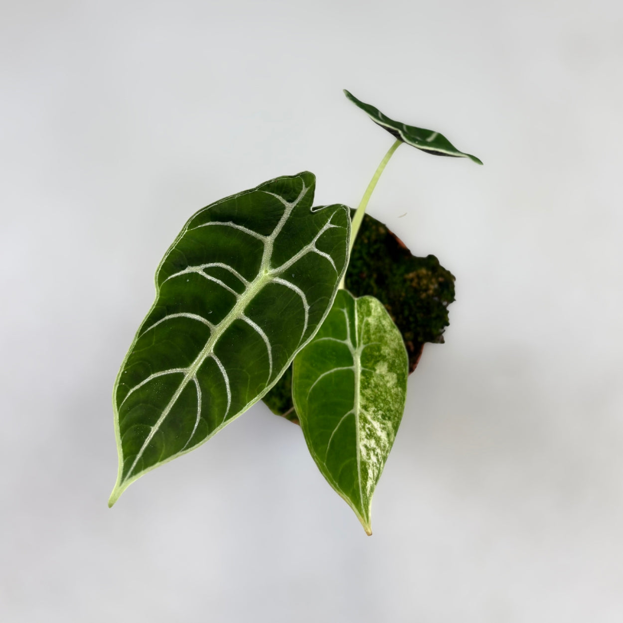 Alocasia Watsoniana Doff Variegata by Downtown Plant Club