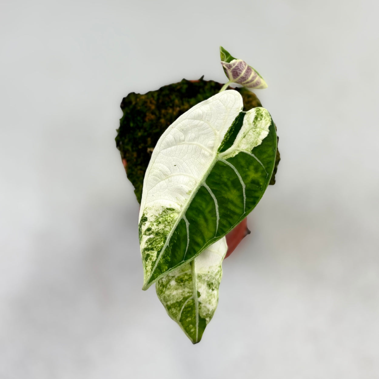 Alocasia Watsoniana Doff Variegata by Downtown Plant Club