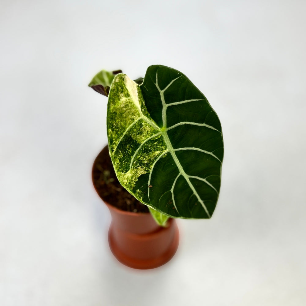 Alocasia Watsoniana Doff Variegata - Downtown Plant Club