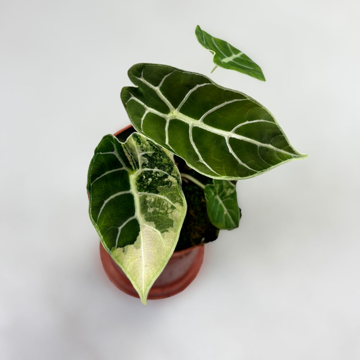 Alocasia Watsoniana Doff Variegata by Downtown Plant Club