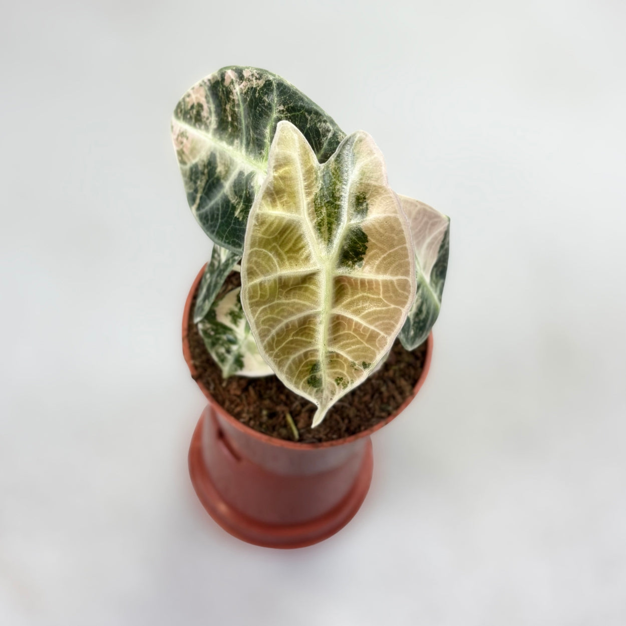 Alocasia Watsoniana Glossy Type Variegata by Downtown Plant Club