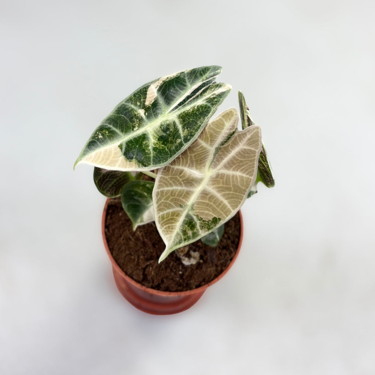 Alocasia Watsoniana Glossy Type Variegata by Downtown Plant Club
