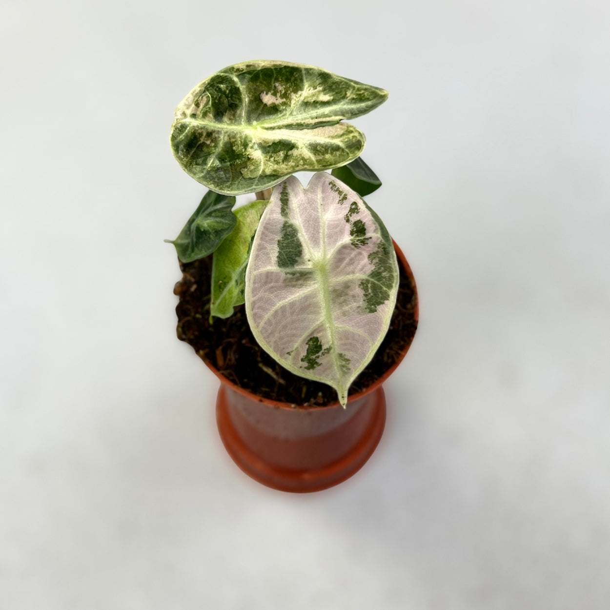 Alocasia Watsoniana Glossy Variegata