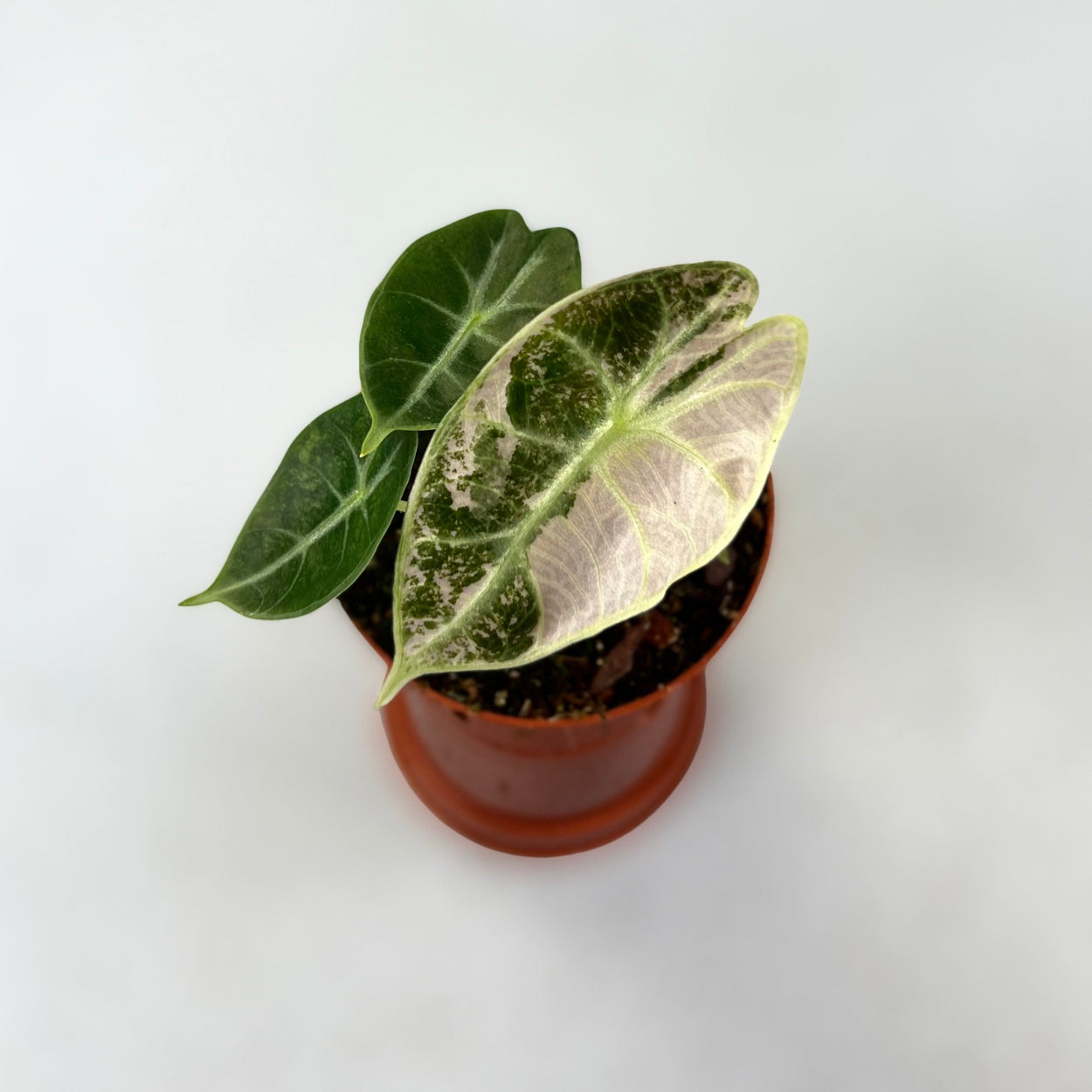 Alocasia Watsoniana Glossy Variegata