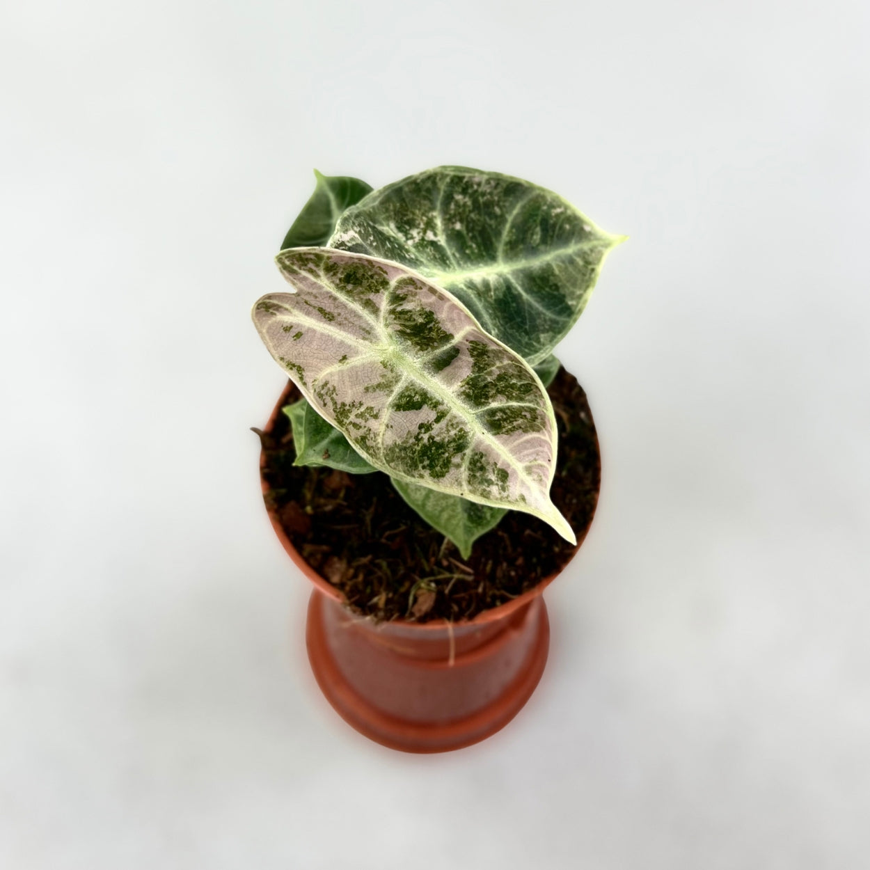 Alocasia Watsoniana Glossy Variegata