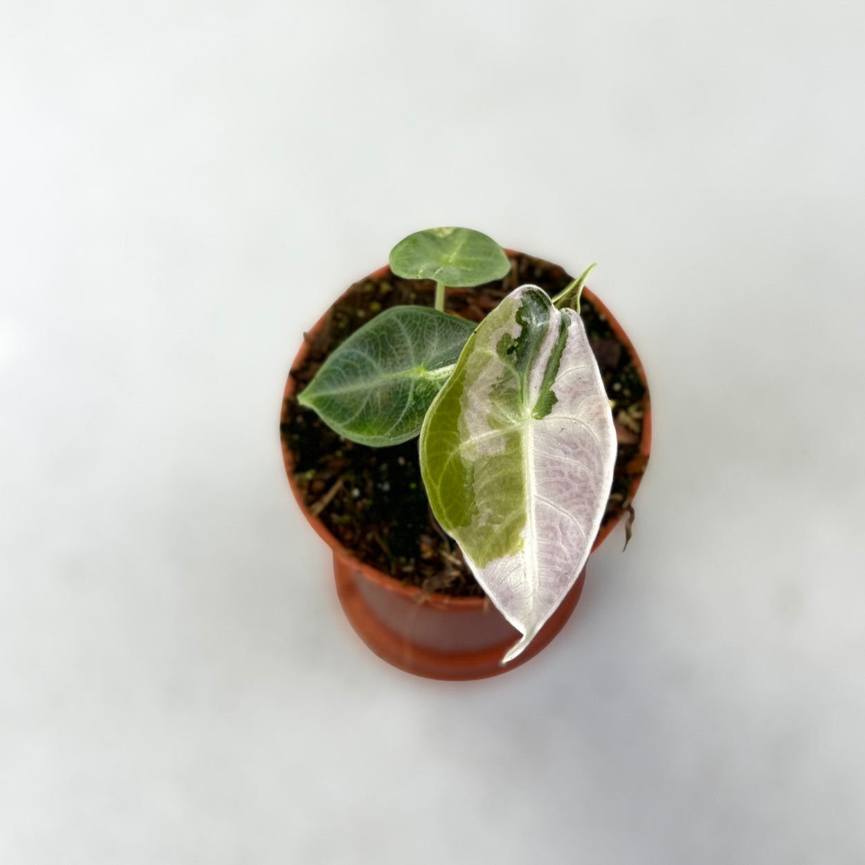 Alocasia Watsoniana Glossy Variegata