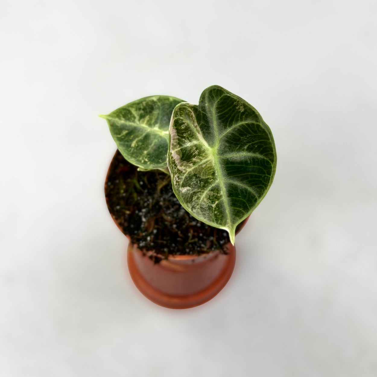 Alocasia Watsoniana Glossy Variegata