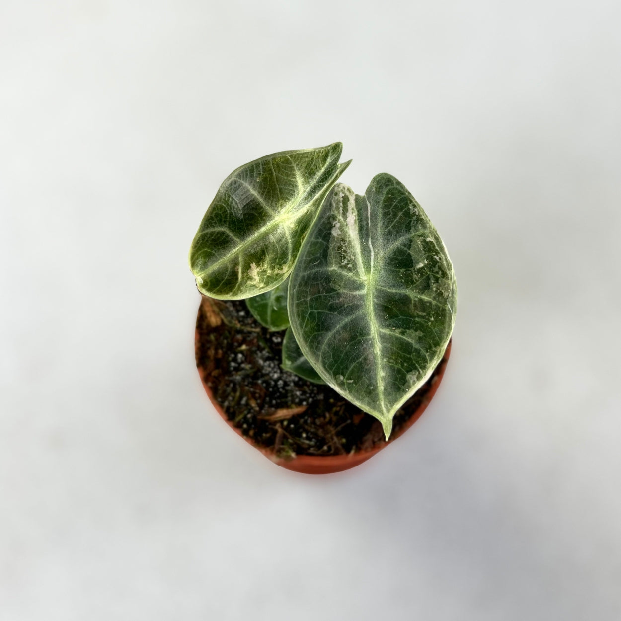 Alocasia Watsoniana Glossy Variegata