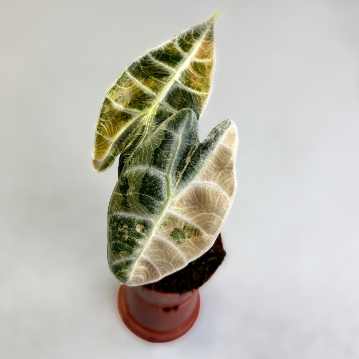 Alocasia Watsoniana Type Glossy Variegata