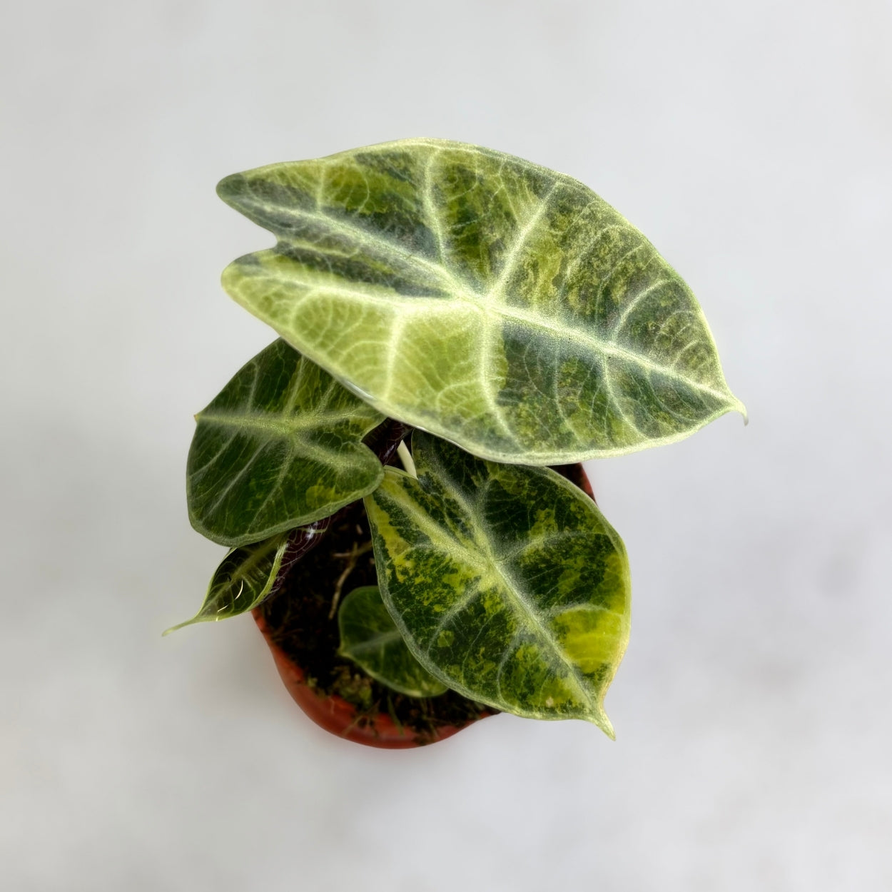 Alocasia Watsoniana Type Glossy Variegata