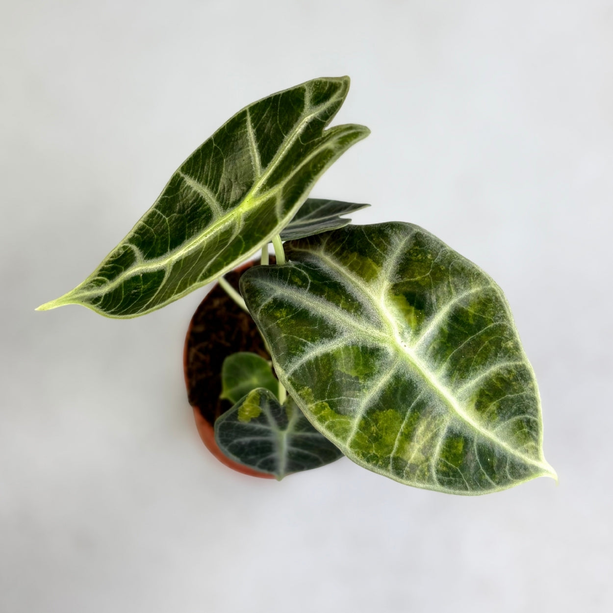Alocasia Watsoniana Type Glossy Variegata