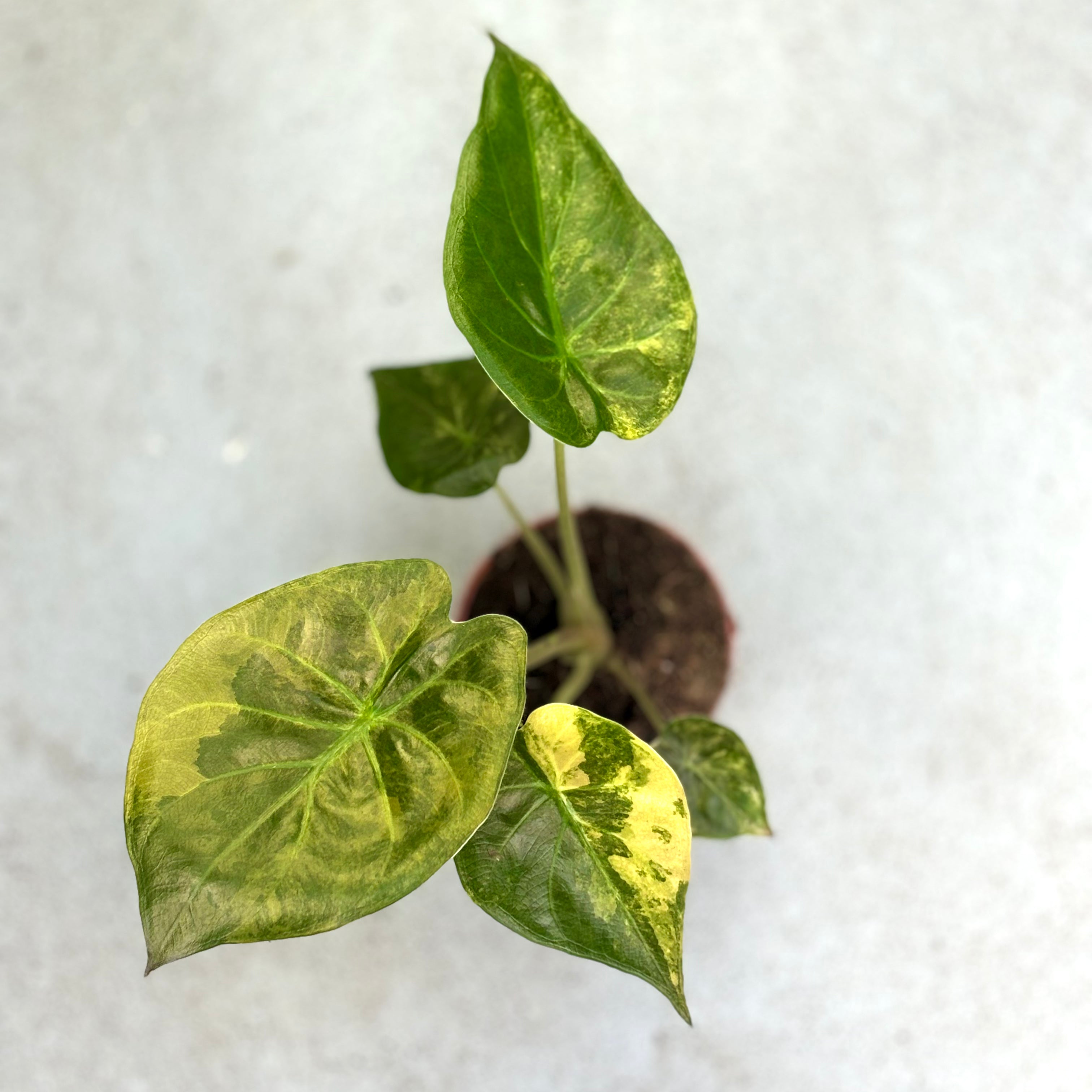 Alocasia-Wentii-Variegata-Downtownplantclub
