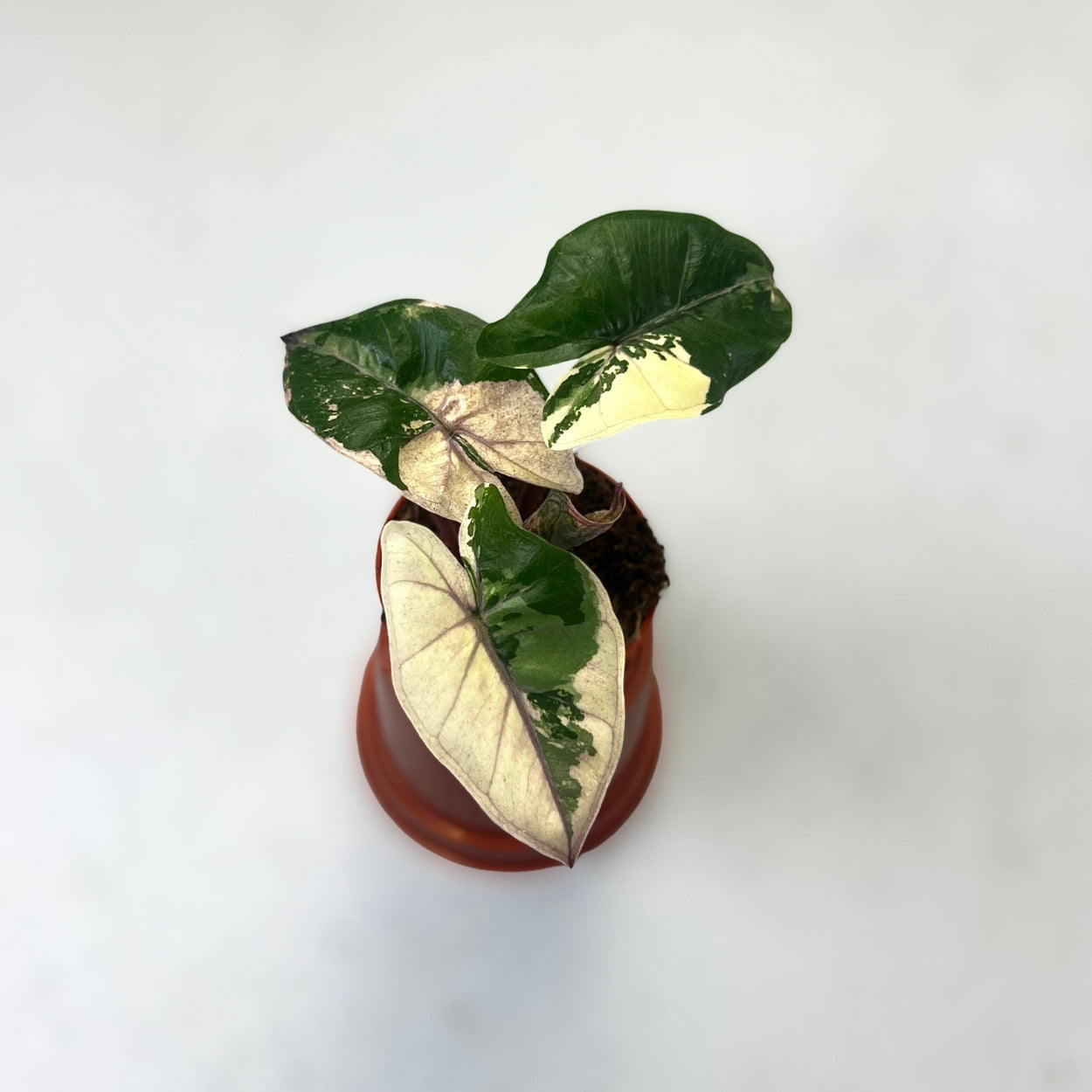 Alocasia Yucatan Princess Albo Pink