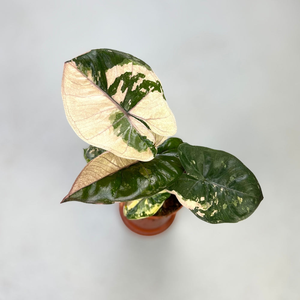 Alocasia Yucatan Princess Pink Albo - Downtown Plant Club