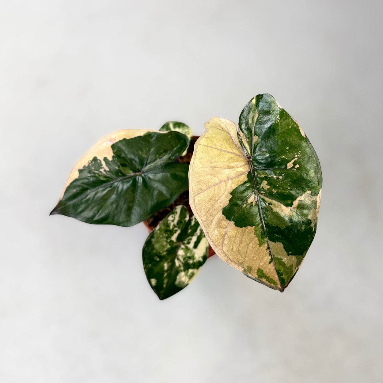 Alocasia Yucatan Princess Pink Albo Variegata by Downtown Plant Club